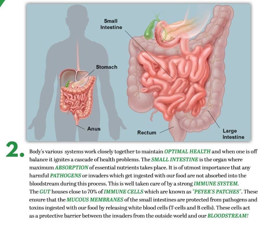 gut-health